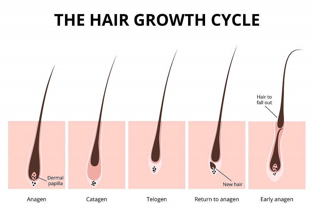 まつ毛の生え変わり周期の見分け方についての解説